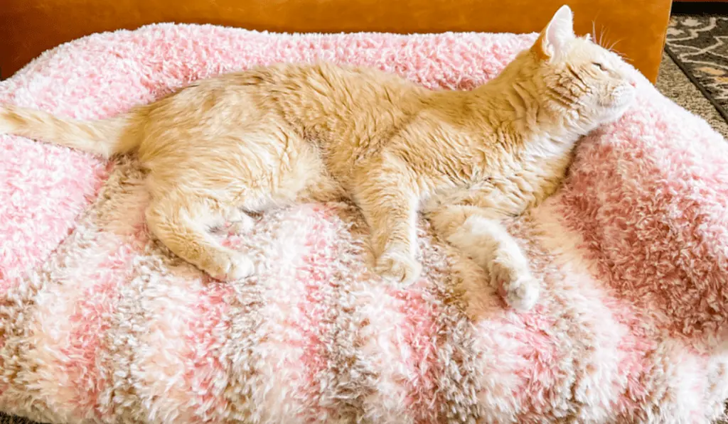 A pink faux fur crochet cat couch bed