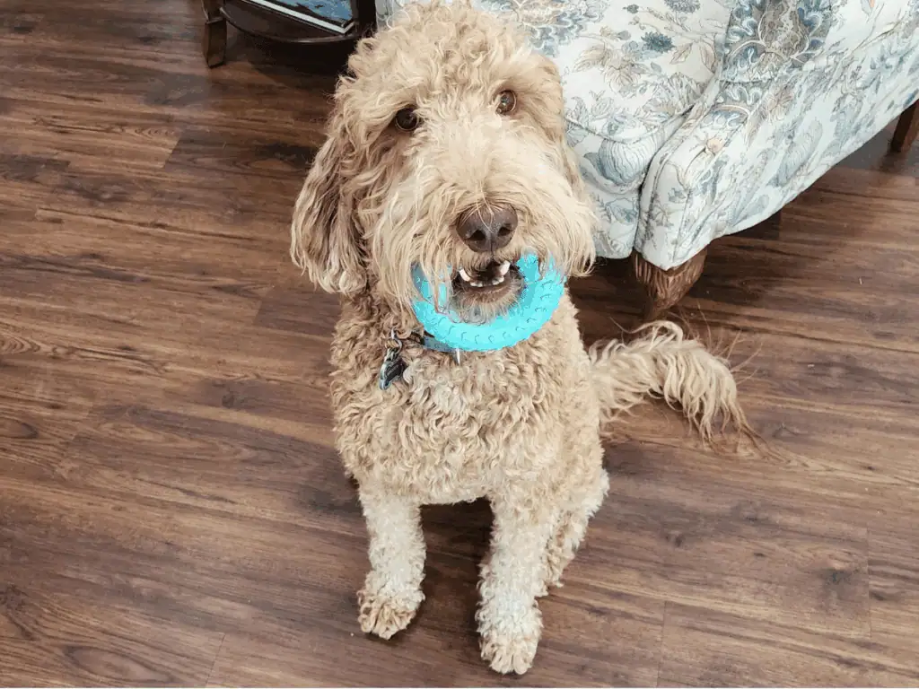 Irish Setter Poodle Mix pup with toy in front of chair