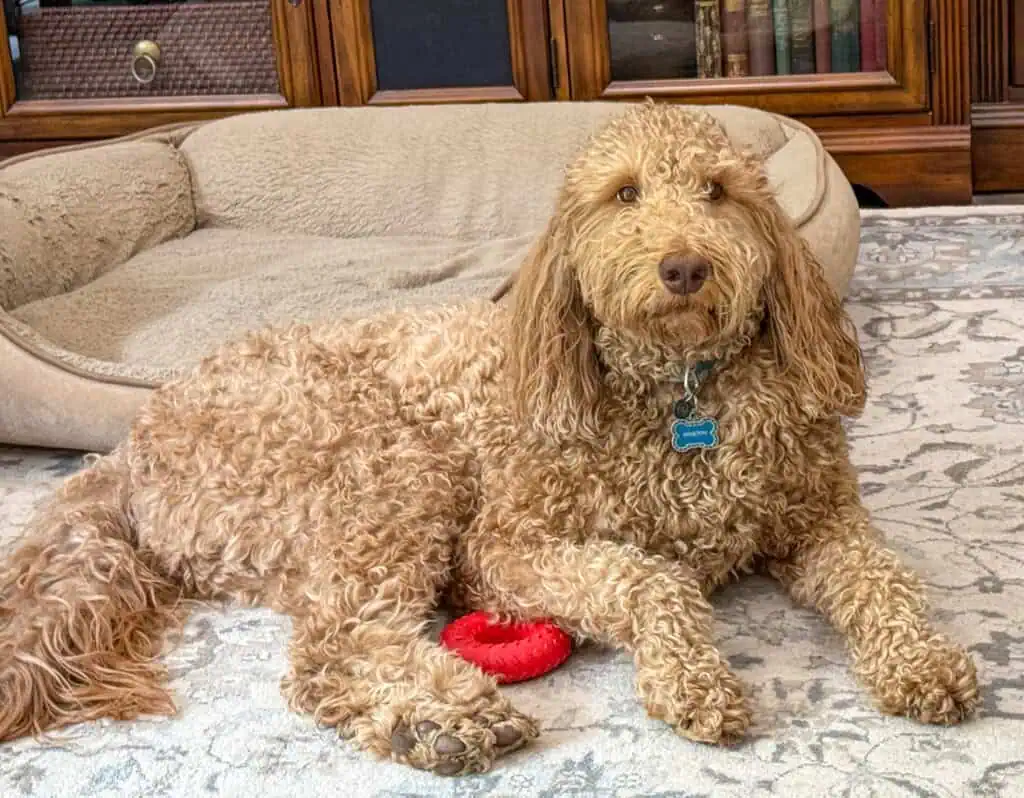 Irish Setter Poodle Mix pup
