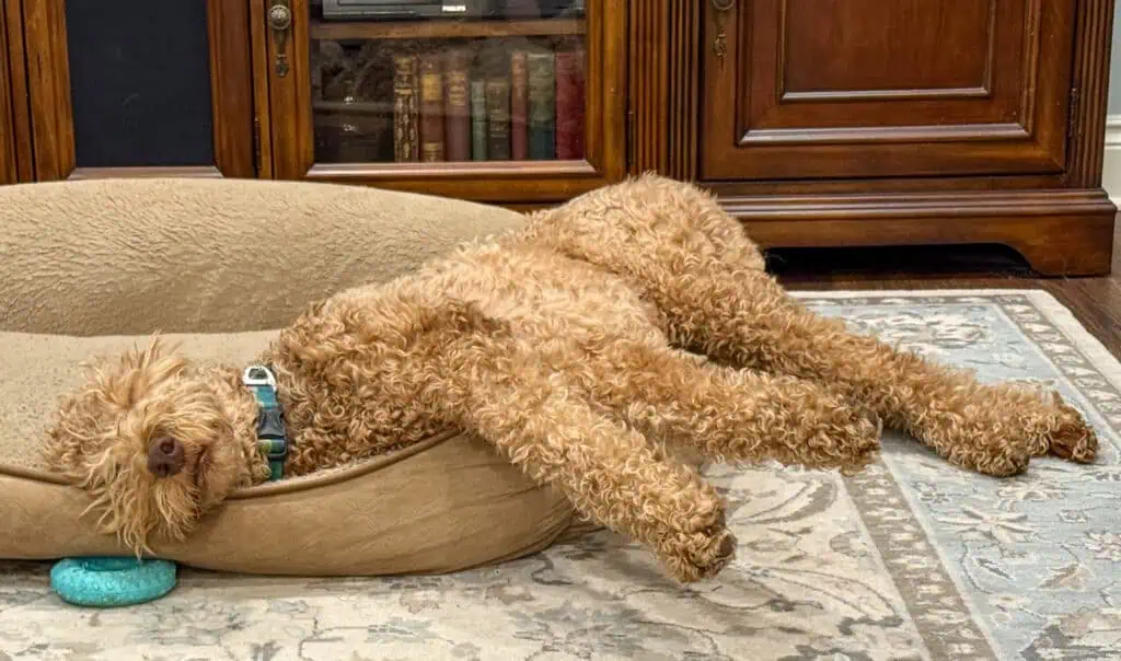 Irish Setter Poodle Mix pup in dog bed