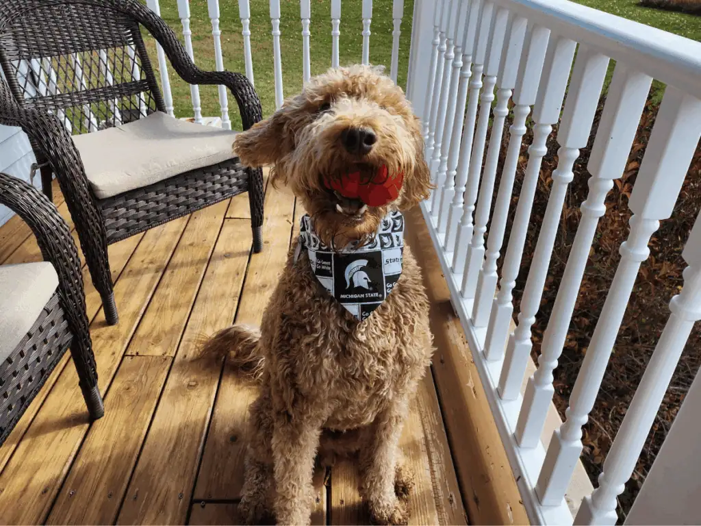 Irish Setter Poodle Mix pup with toy on deck