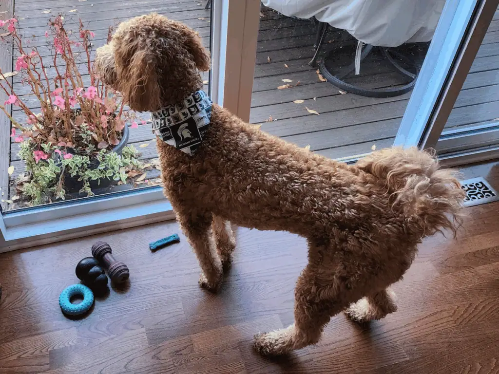 Irish Setter Poodle Mix pup looking out window