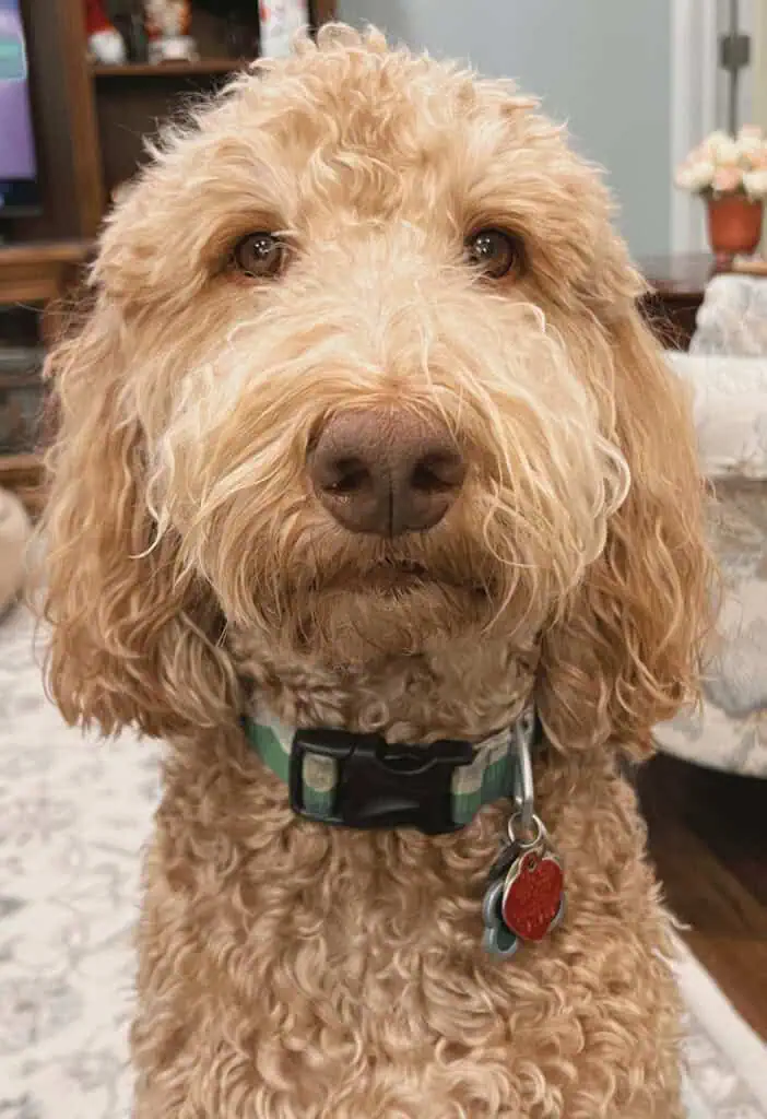 Irish Setter Poodle Mix pup