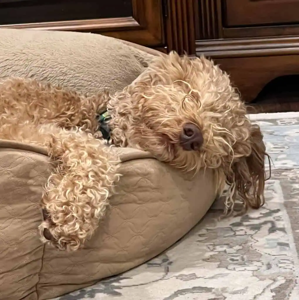 Irish Setter Poodle Mix pup sleeping
