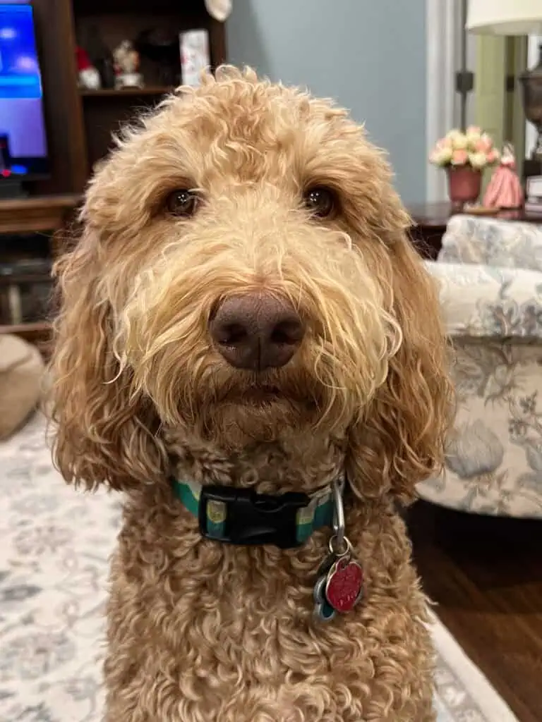 Irish Setter Poodle Mix pup