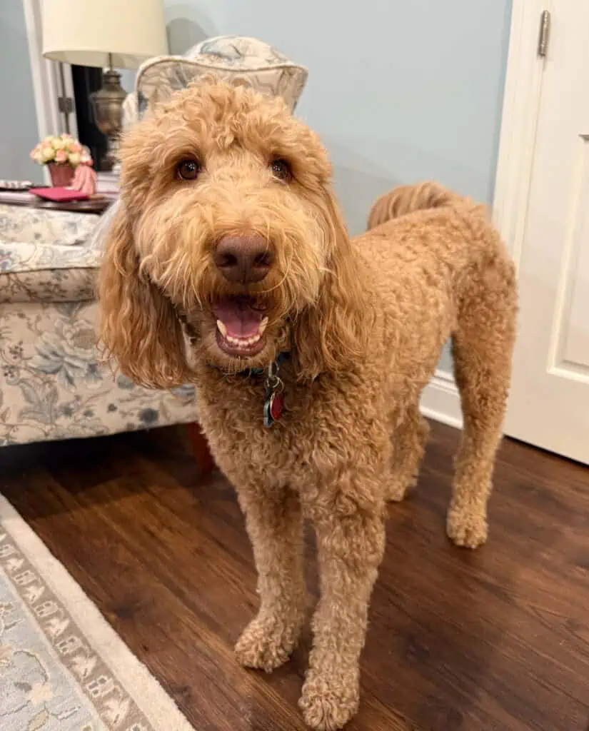 Irish Setter Poodle Mix pup in front of chair and door