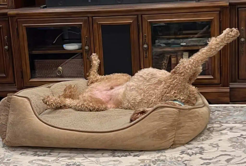 Irish Setter Poodle Mix pup laying in dog bed