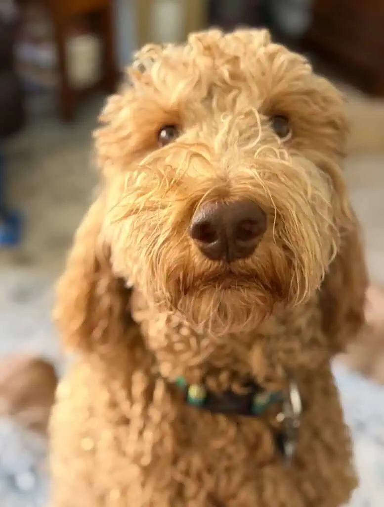 Irish Setter Poodle Mix pup