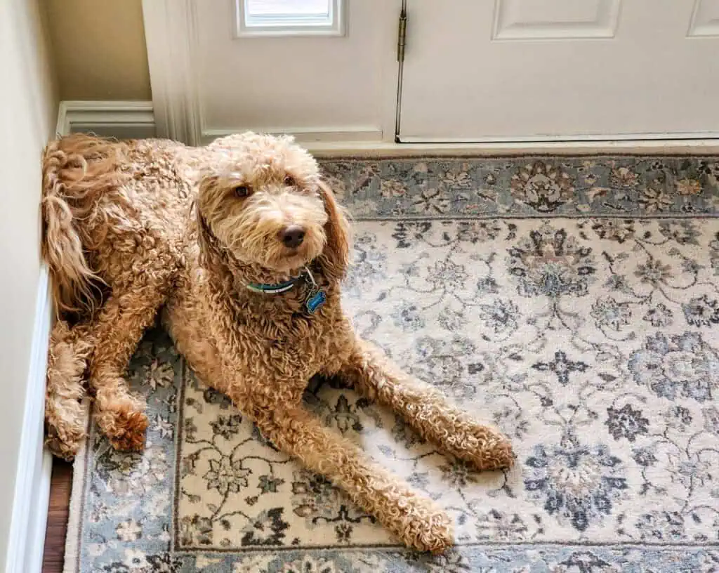 Irish Setter Poodle Mix pup in front of door