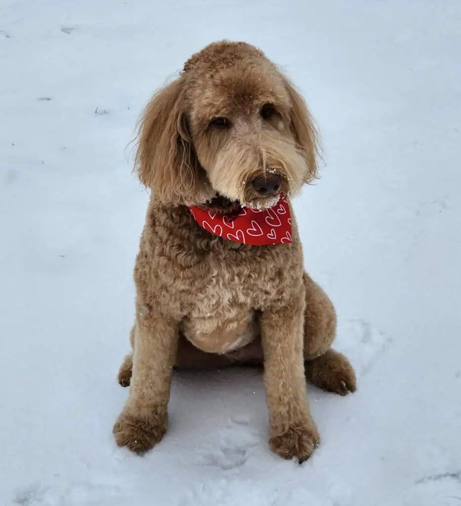 Irish Setter Poodle Mix pup in the snow