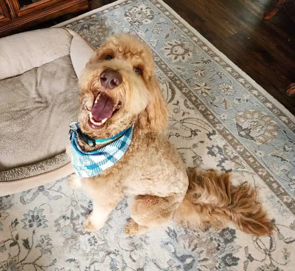 Irish Setter Poodle Mix pup