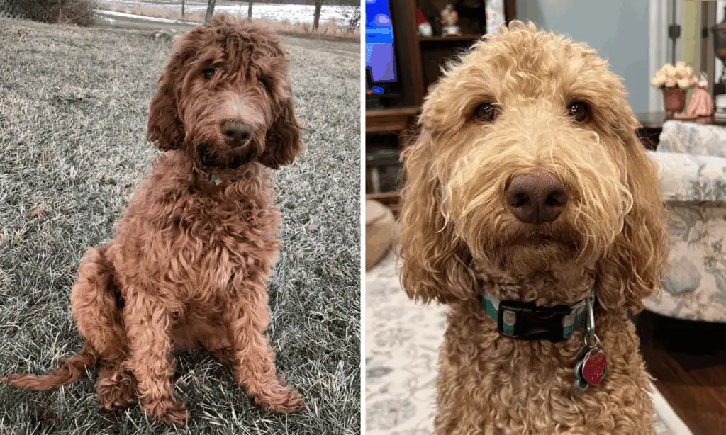 2 photos of the same dog at different ages. Puppy has red colored fur. Adult dog is strawberry blonde.